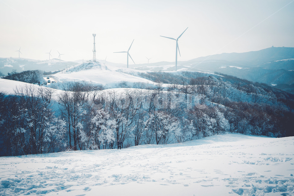 풍력발전소,눈,자연,nature,나무,겨울,계절,winter,season,자연,풍경,nature,landscape