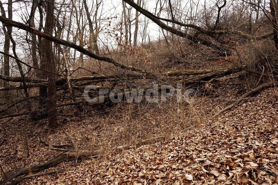산행,식물,자연,초봄,계절,풍경,landscape,nature,나무,낙엽,나무가지,trees,desolation,solitary,fallenleaves,brown,branches,자연,풍경,nature,landscape,ground,바닥,tree,plant