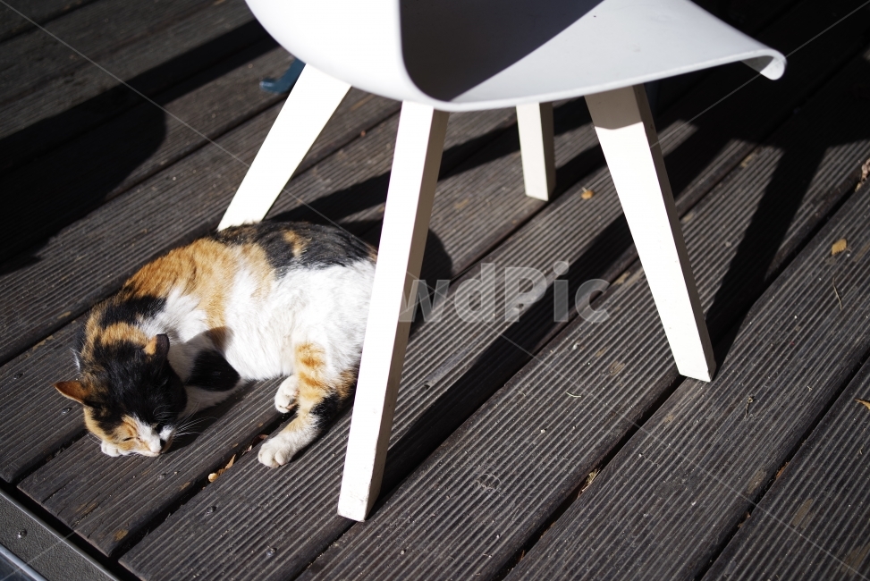 고양이,길고양이,길냥이,애완동물,반려동물,생명,자연,야생,동물,포유류,야생동물,야생고양이,미묘,미냥,cat,kitty,kitten,cute,lovely,adorable,pet,animal,street,streetcat,stray,straycat,wild,wildlife,wildcat,wildanimal,nature,natural,beauty,beautiful,동물,animal,포유류,mammal,고양이,cat,kitten,kitty