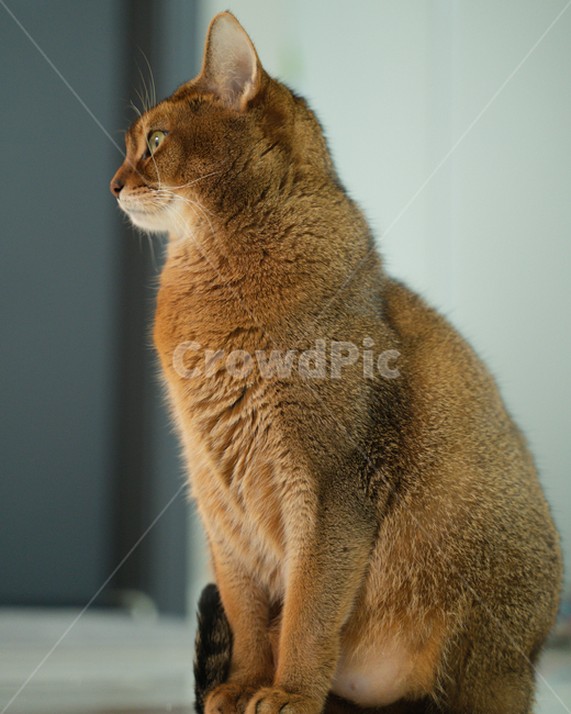 animal,동물,abyssinian,아비시니안,고양이,cat,포유류,mammal,pet,반려묘,동물,animal,포유류,mammal,고양이,cat,kitten,kitty