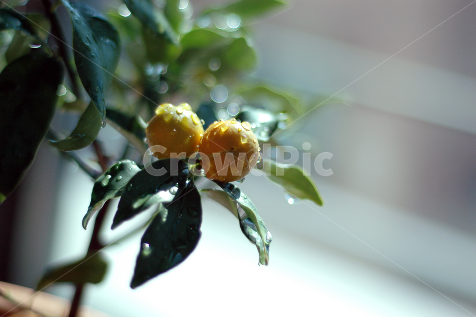 Outfocusing,water drop,kumquat tree,fruit,plant,kumquat