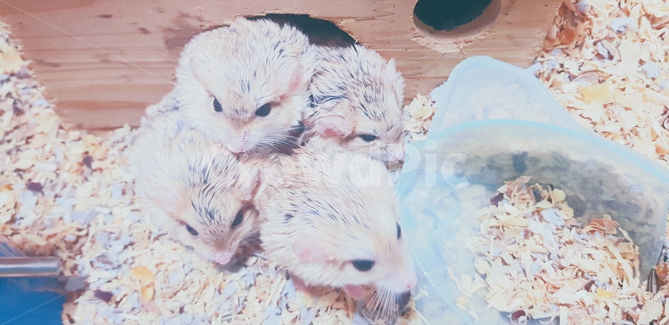 햄스터,동물,애완동물,애완,귀요미,귀여움,동물,animal