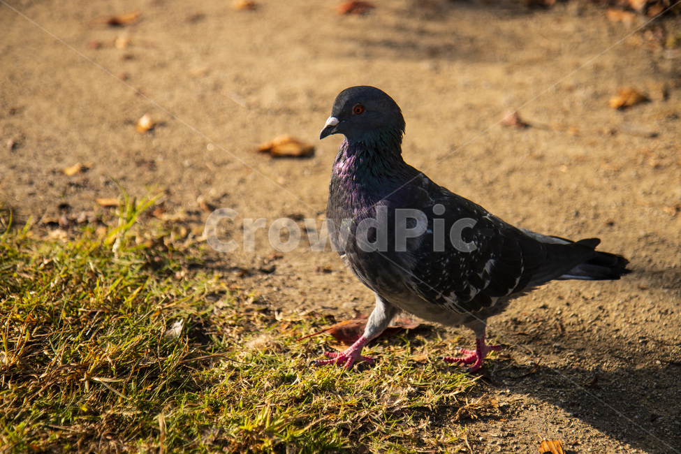 비둘기,새,공원,닭둘기,뒤뚱뒤뚱,동물,animal,조류,새,birds