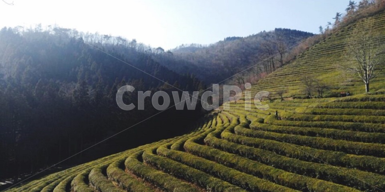 보성,녹차,녹차밭,농사,식물,계단식,햇살,Bosung,greentea,greenteafarm,terracedfarm,green,farm,plants,tree,나무,sunny,자연,풍경,nature,landscape,한국자연풍경,한국자연경관,korea nature landscape,산업,industry,industrial,농업,농사,agriculture,farming,farming industry,outdoors,옥외,농장,rural,농촌
