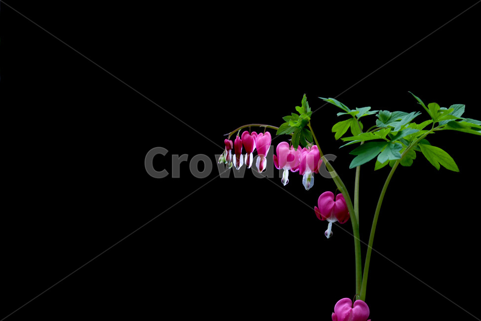 금낭화,야생화,봄꽃,하트,flower,식물,식물,자연,plants,nature,꽃,flower
