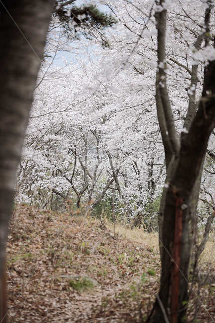 tree,treetrunk,나무,식물,plant,벚나무
