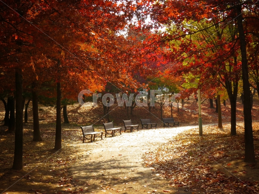 가을,감성,캐논,보정,단풍,사진,촬영,노트5,길,일상,산책,뚜벅이,바라보기,canon,walk,maples,isolation,고요,calm,landscpae,autumn,road,red,sunlight,햇빛,레드,풍경,가을,계절,fall,autumn,season,자연,풍경,nature,landscape,식물,plants,나무,trees,wood,휴식,힐링,rest,relaxation,healing,tree,plant,leaf,잎,maple