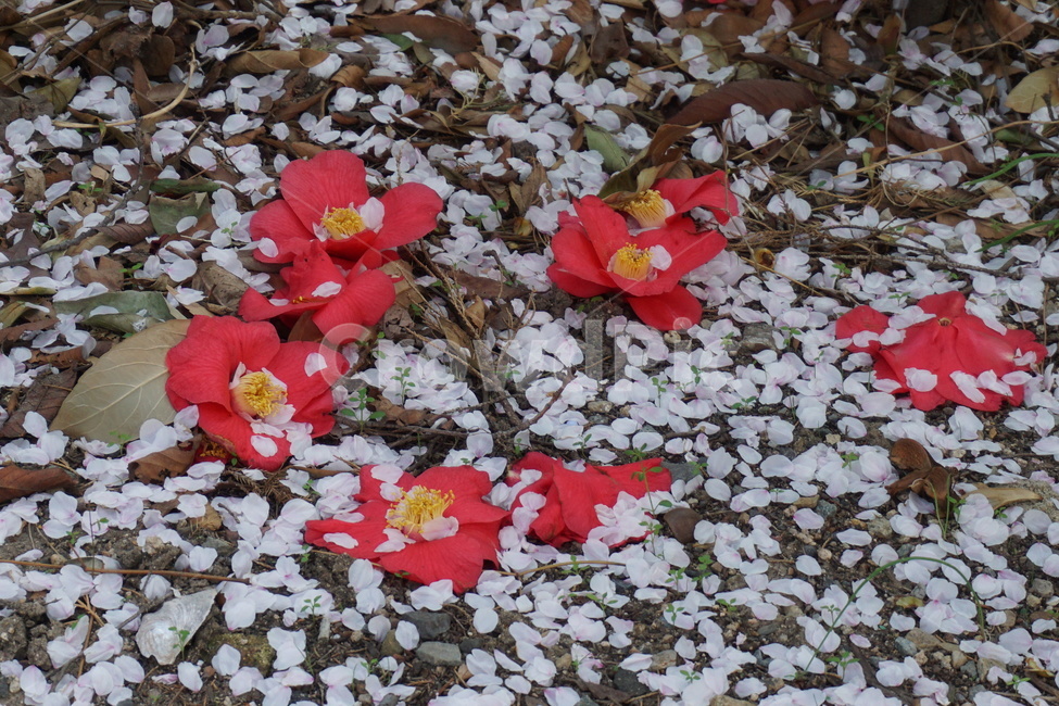 동백,꽃잎,3월,봄,낙화,벚꽃잎,봄,계절,spring,season,식물,자연,plants,nature,꽃,flower,plant,blossom,petal,leaf,잎,ground,바닥,geranium,제라늄