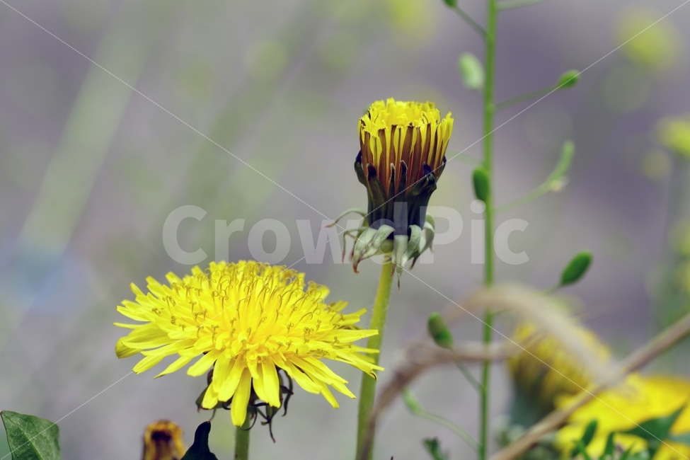 봄,꽃,자연,식물,플라워,spring,flower,nature,plants,민들레,이파리,꽃봉오리,접사,macro,클로즈업,closeup,tree,숲,숲속,산림,삼림,조경,봄꽃,감성,힐링,풍경,landscape,식물,자연,plants,nature,꽃,flower