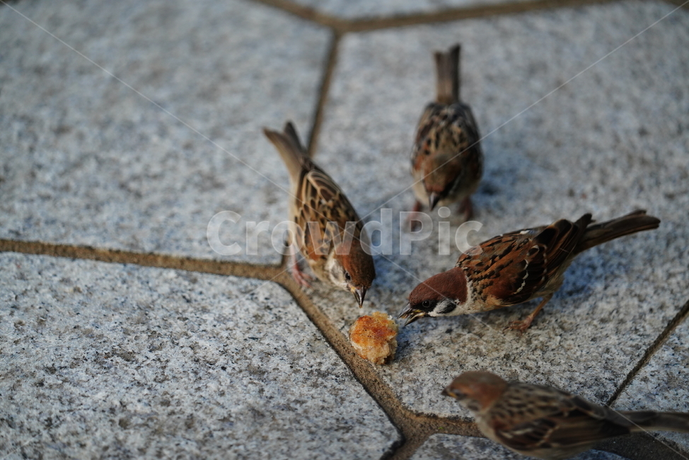 참새,새,동물,생명,생물,bird,animal,동물,animal,조류,새,birds