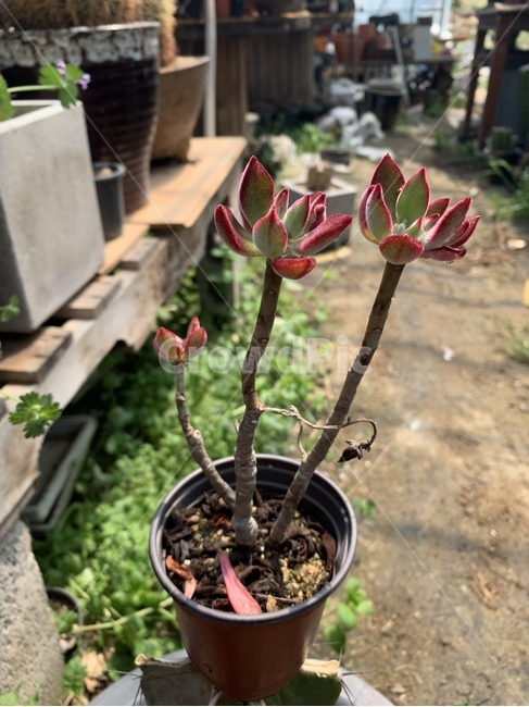 다육,식물,흙,화분,장식