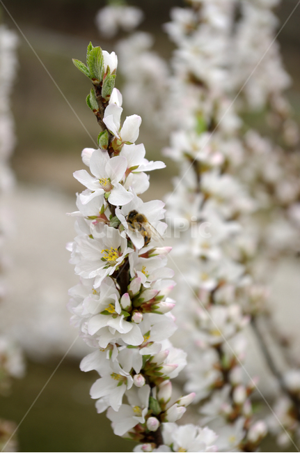 앵두꽃,꽃,flower,식물,plant,식물,자연,plants,nature,꽃,flower