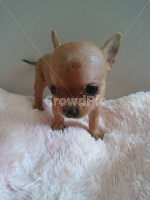 강아지,개,동물,animal,dog,doggy,mammal,포유류,새끼강아지,치와와,감성사진,감성,반려견,애완견,연출,새끼,애견,귀여움,포즈,컨셉,걸음마,성장