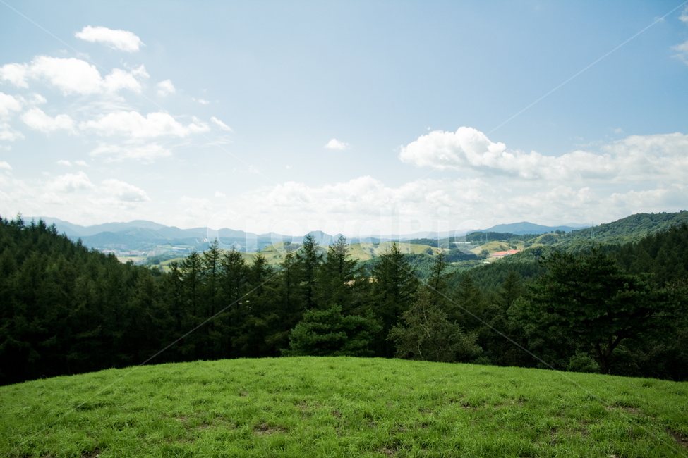 자연,초원,산,정상,초록,그린,평화,자유,감성,자연,풍경,nature,landscape,grassland,목초지,outdoors,옥외,field,들,tree,나무,plant,식물,farm,농장,rural,농촌,fir,전나무