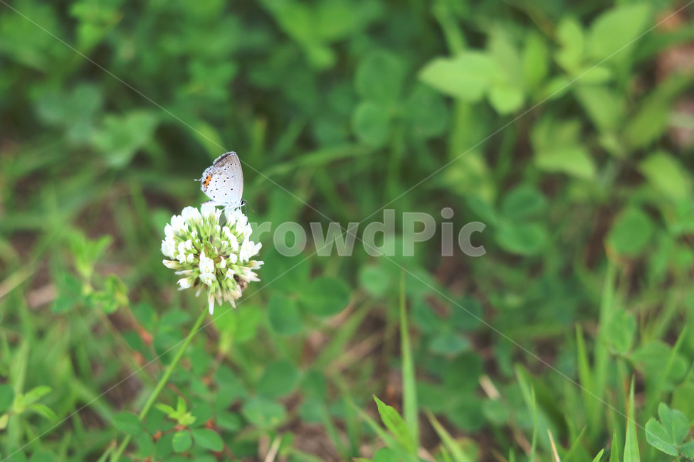 animal,insect,butterfly,토끼풀,나비
