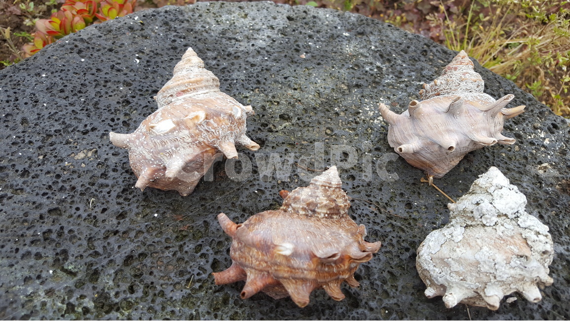 소라,뿔소라,해산물,제주,현무암,자연,여름,돌,제주도,jeju,jeju island,animal,동물,conch,조가비,seashell,조개,invertebrate,무척추 동물,sea life,해양 생물
