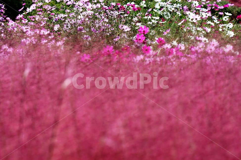 꽃,핑크뮬리,코스모스,식물,자연,분홍색,pink,cosmos,green,white,가을,계절,fall,autumn,season,식물,자연,plants,nature,꽃,flower,geranium,제라늄,plant,blossom