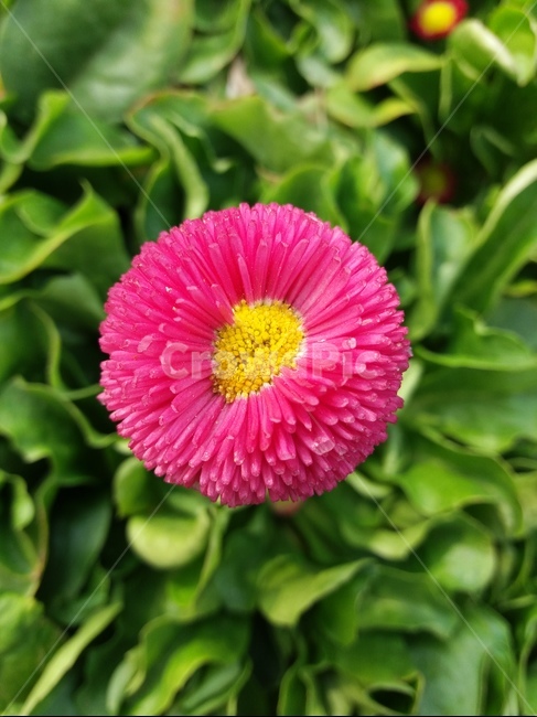 데이지,꽃,관상화,다년생식물,daisy,이쁜꽃,이미지