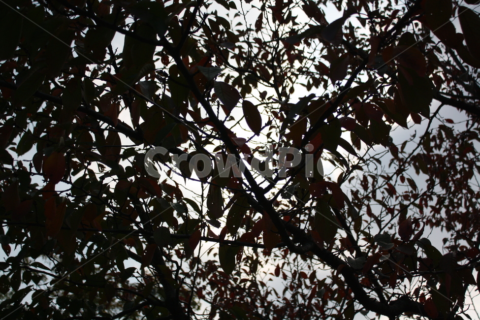 하늘,나뭇잎,나무,그림자,자연,nature
