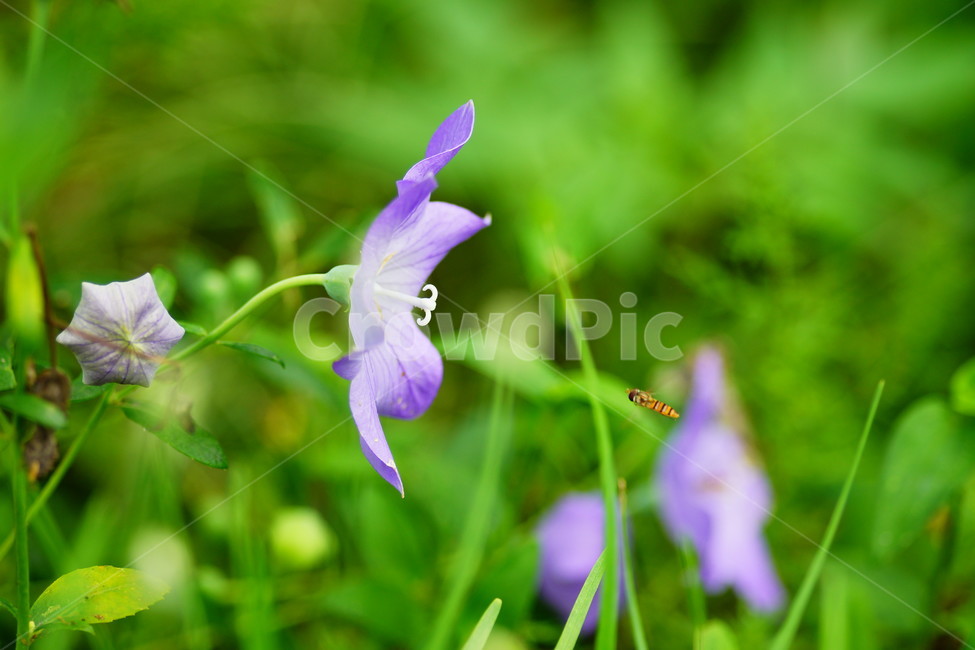 식물,plant,blossom,꽃,flower,도라지,식물,자연,plants,nature,꽃,flower