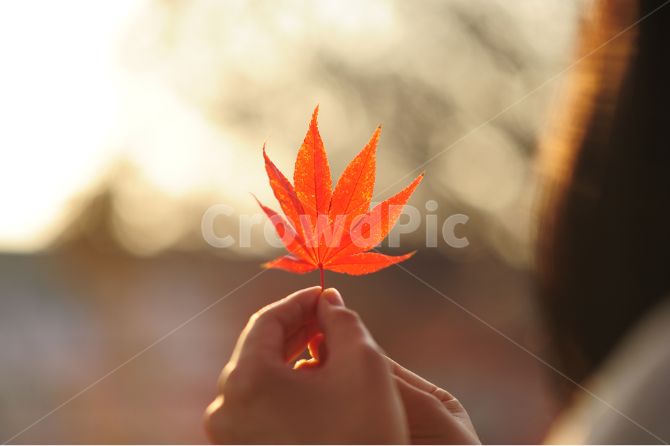 단풍,빨간색,가을,나뭇잎,노을,손,여자,빛,hand,women,fall,red,maple,가을,계절,fall,autumn,season,감성,sensible,feeling,색깔,색상,색채,색감,color sense,color sensitivity,feeling of color,leaf,잎,plant,식물,tree,나무
