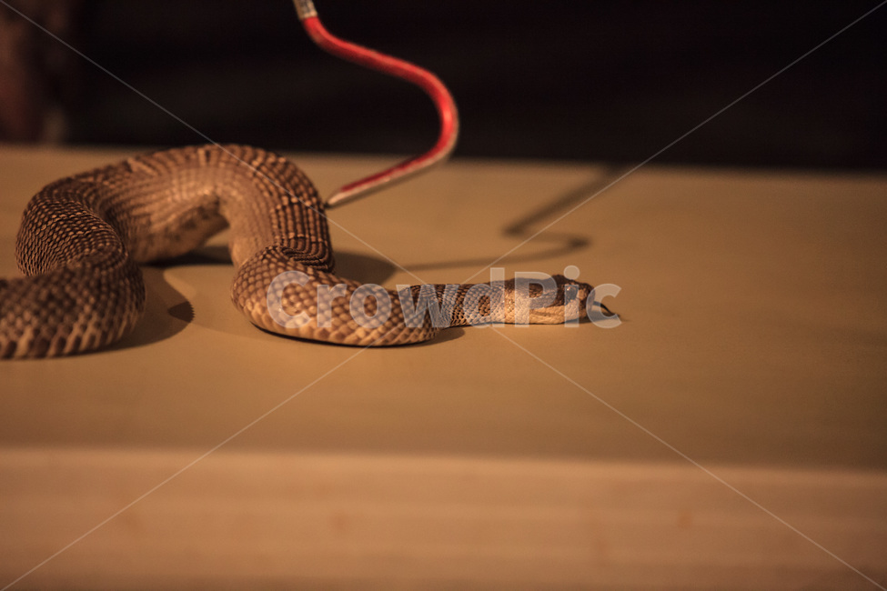 뱀,방울뱀,파충류,snake,reptile