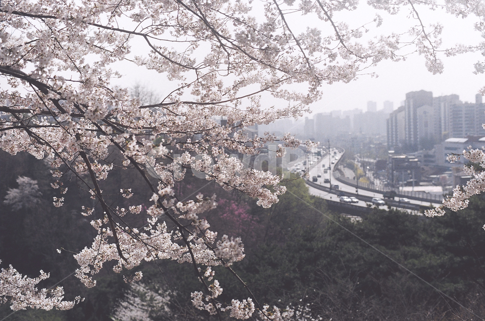 봄,꽃,벚꽃,cherryblossom,flower,내부순환도로,봄,계절,spring,season