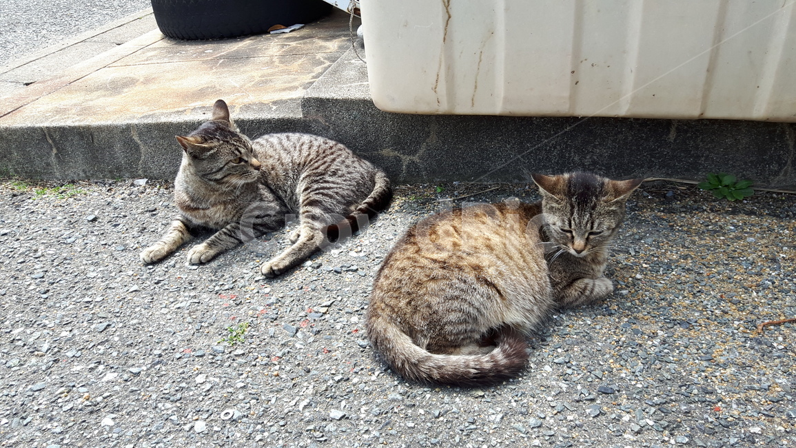 고양이,고양이섬,일본고양이섬,아이노시마,후쿠오카