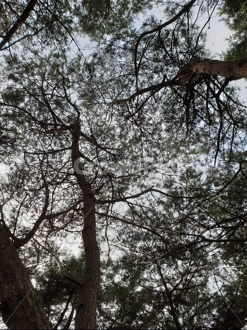 숲,소나무,하늘,나무,산,자연,풍경,nature,landscape,tree,plant,식물,tree trunk,나무 줄기