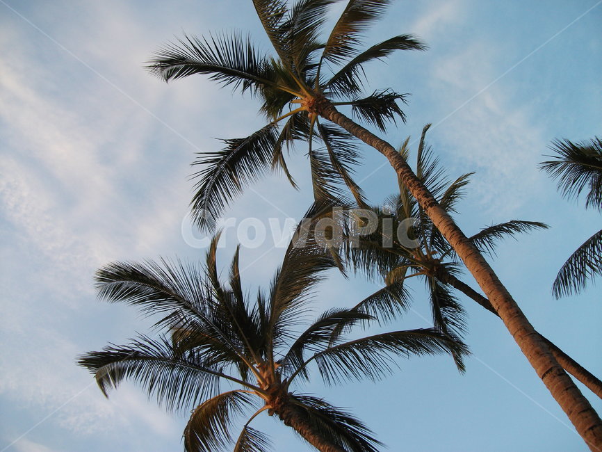 tree,나무,arecaceae,plant,식물,palmtree,야자수,summer,여름