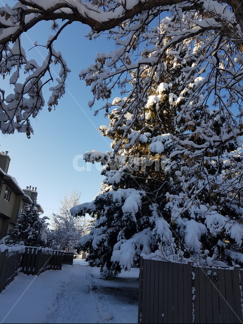 겨울,풍경,눈,tree,마을,겨울,계절,winter,season