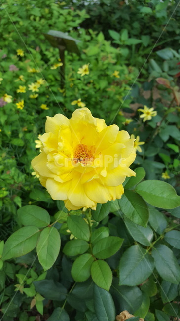 꽃,노랑,자연,초록이,식물,yellow,햇살,식물,자연,plants,nature,꽃,flower