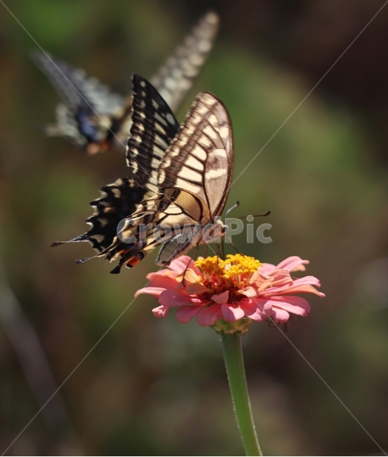 백일홍,호랑나비,여름,아침,햇살,식물,자연,plants,nature,꽃,flower,동물,animal,곤충,벌레,insect,bug