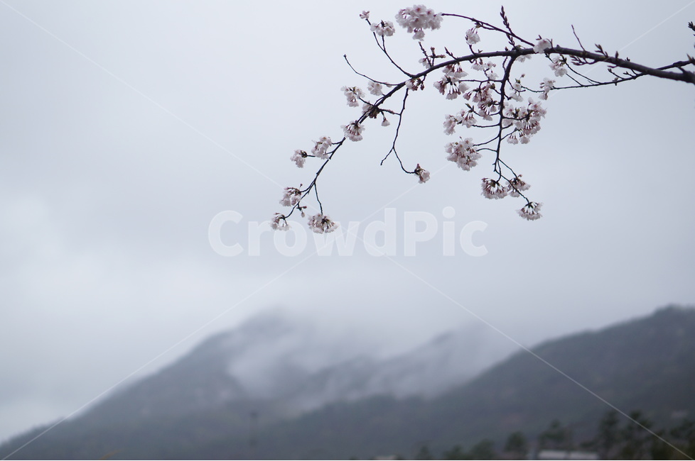 산,벚꽃,풍경,구름,봄,흐림,봄,계절,spring,season,식물,자연,plants,nature,꽃,flower,plant