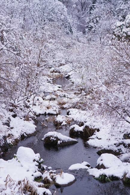 수목원,눈,냇물,시냇물,계곡,설경,하얀색,겨울계곡,겨울시냇물,겨울,눈오는날,nature,자연,outdoors,옥외,snow