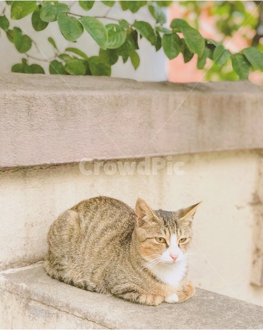 고양이,가을,따듯함,길고양이,길냥이,동물,animal,포유류,mammal,고양이,cat,kitten,kitty