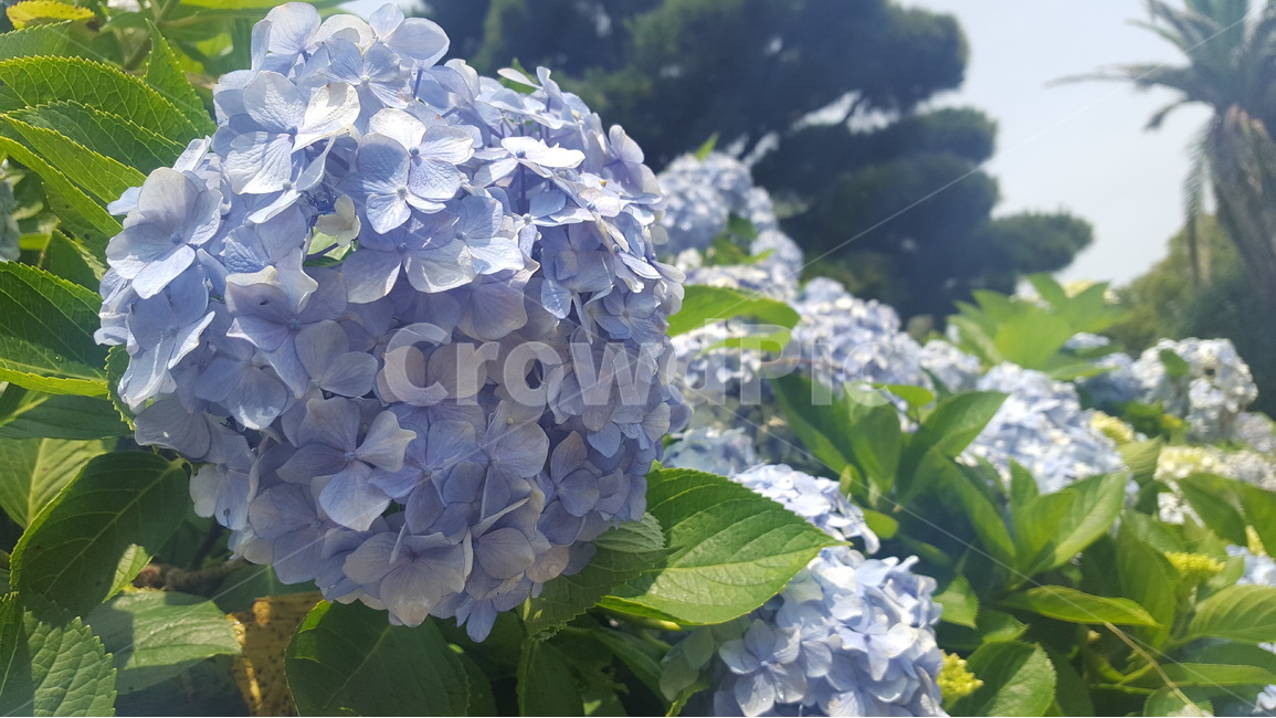 수국,파란수국,수국배경,예쁜수국,수국밭,bigleafhydrangea,水菊,수국길,수국천지,식물,자연,plants,nature,꽃,flower
