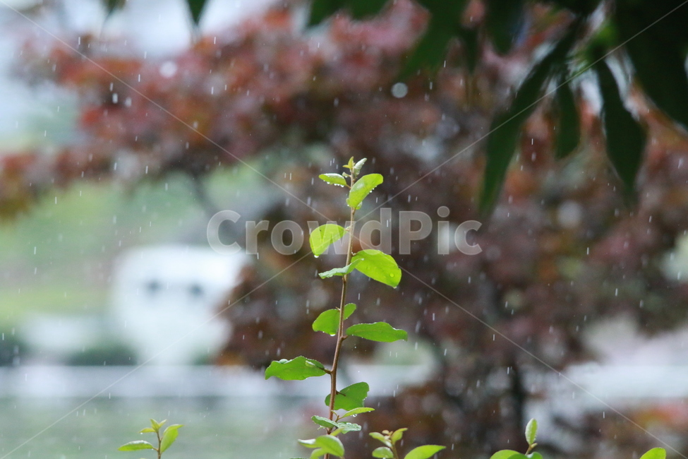 우중출사,여름,장마,비,비방울,식물,자연,plants,nature,비,비오는날,rain,rainy