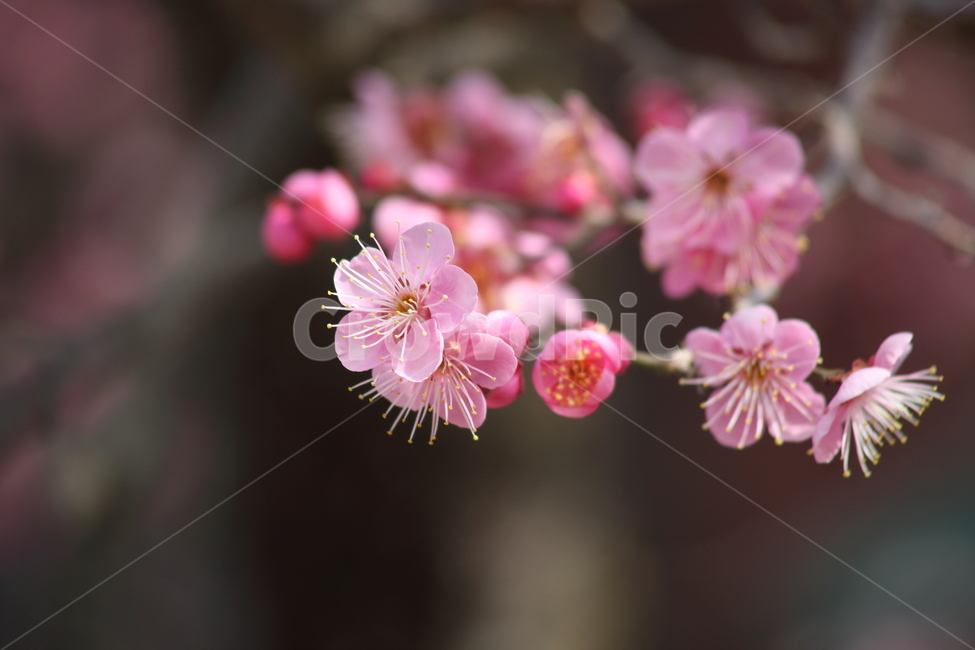 매화,홍매화,식물,japaneseapricot,prunusmume,봄꽃,봄,식물,자연,plants,nature,꽃,flower