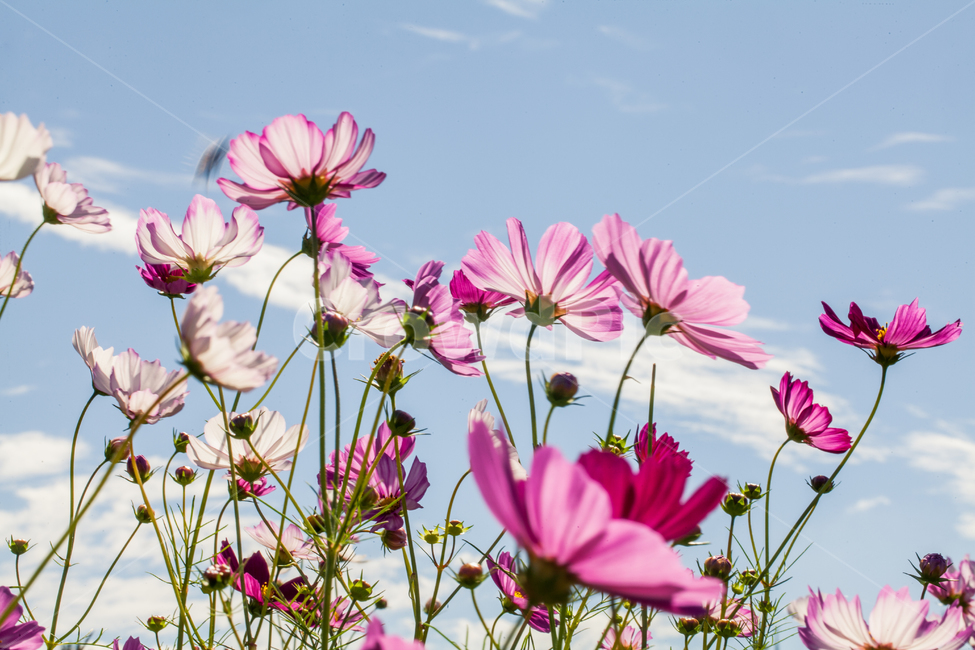 꽃,코스모스,가을,들꽃,식물,flower,가을,계절,fall,autumn,season,식물,자연,plants,nature,꽃,flower,plant,blossom,daisies,데이지,daisy