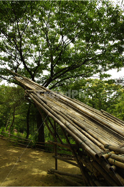식물,color,nature,자연,나무,나무더미,wood,자연,풍경,nature,landscape,plant