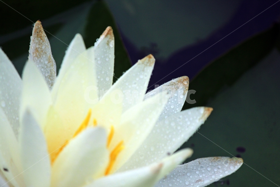 연꽃,인연,우아,진흙,힐링,영원회귀,불교,정화,귀의,식물,자연,plants,nature,꽃,flower