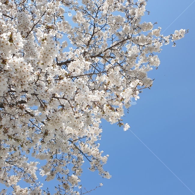 꽃,flower,하늘,sky,벚꽃,cherryblossoms,white,봄,spring