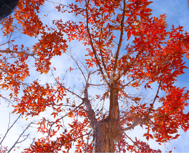 leaf,잎,식물,tree,나무,maple,단풍,가을,계절,fall,autumn,season,식물,자연,plants,nature,나무,trees,wood,plant