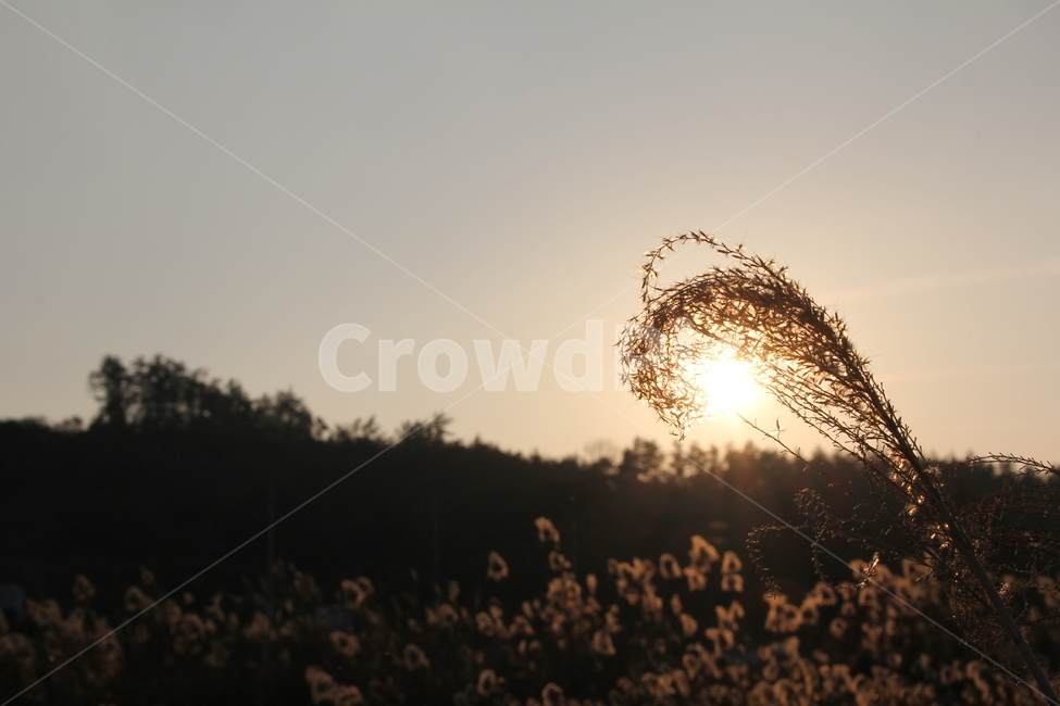 갈대,갈대명소,풍경,노을,억새,해질녁,도암리,가을,계절,fall,autumn,season,자연,풍경,nature,landscape,grass,잔디,plant,식물