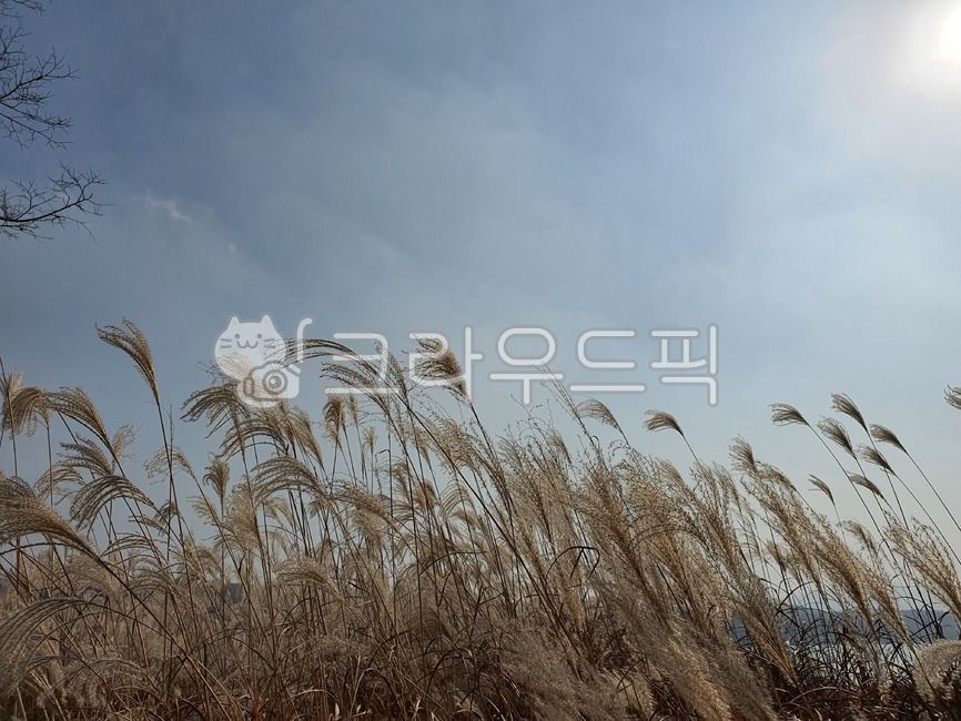 plant, reed, 갈대, 식물, 물의정원, 사진,이미지,일러스트,캘리그라피 - Npha0513작가