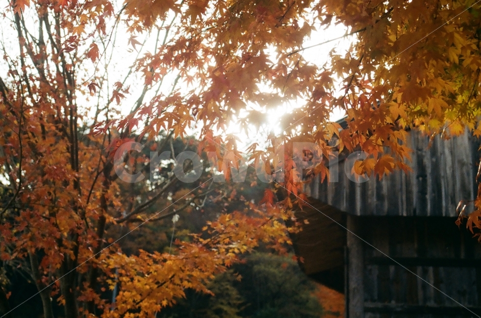 단풍,낙엽,가을,사찰,절,가을,계절,fall,autumn,season,식물,자연,plants,nature,나무,trees,wood,감성,sensible,feeling,plant,leaf,잎
