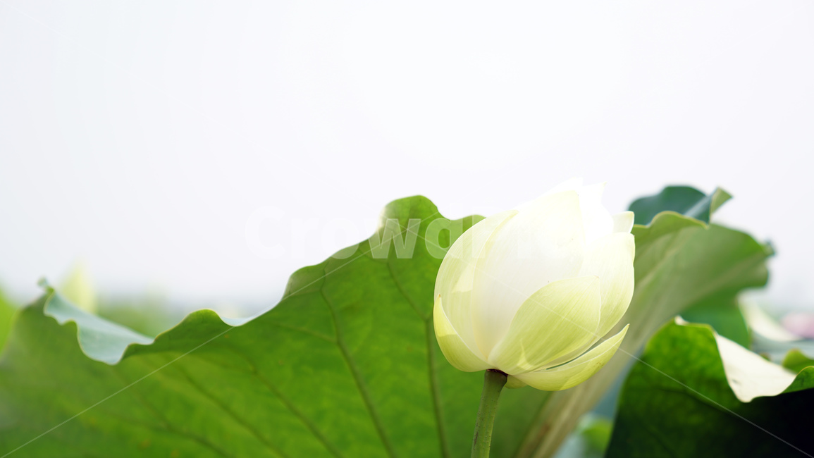 연꽃,꽃,자연,바탕화면,식물,배경,배경이미지