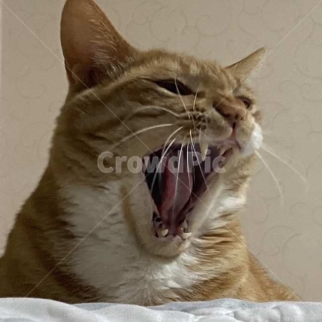 고양이,반려동물,애완동물,반려묘,야옹이,동물,포유류,animal,cat,애완동물,pet