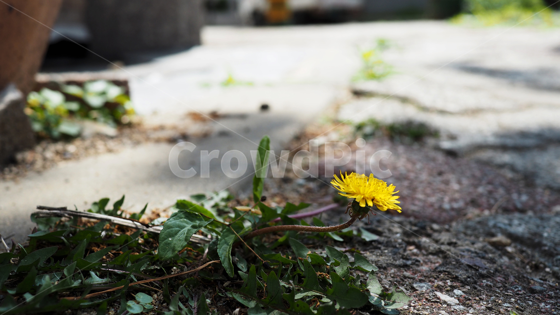 야생화,꽃,보도블럭,wildflower,flower,노란색,노란꽃
